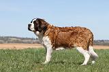 SAINT BERNARD 109